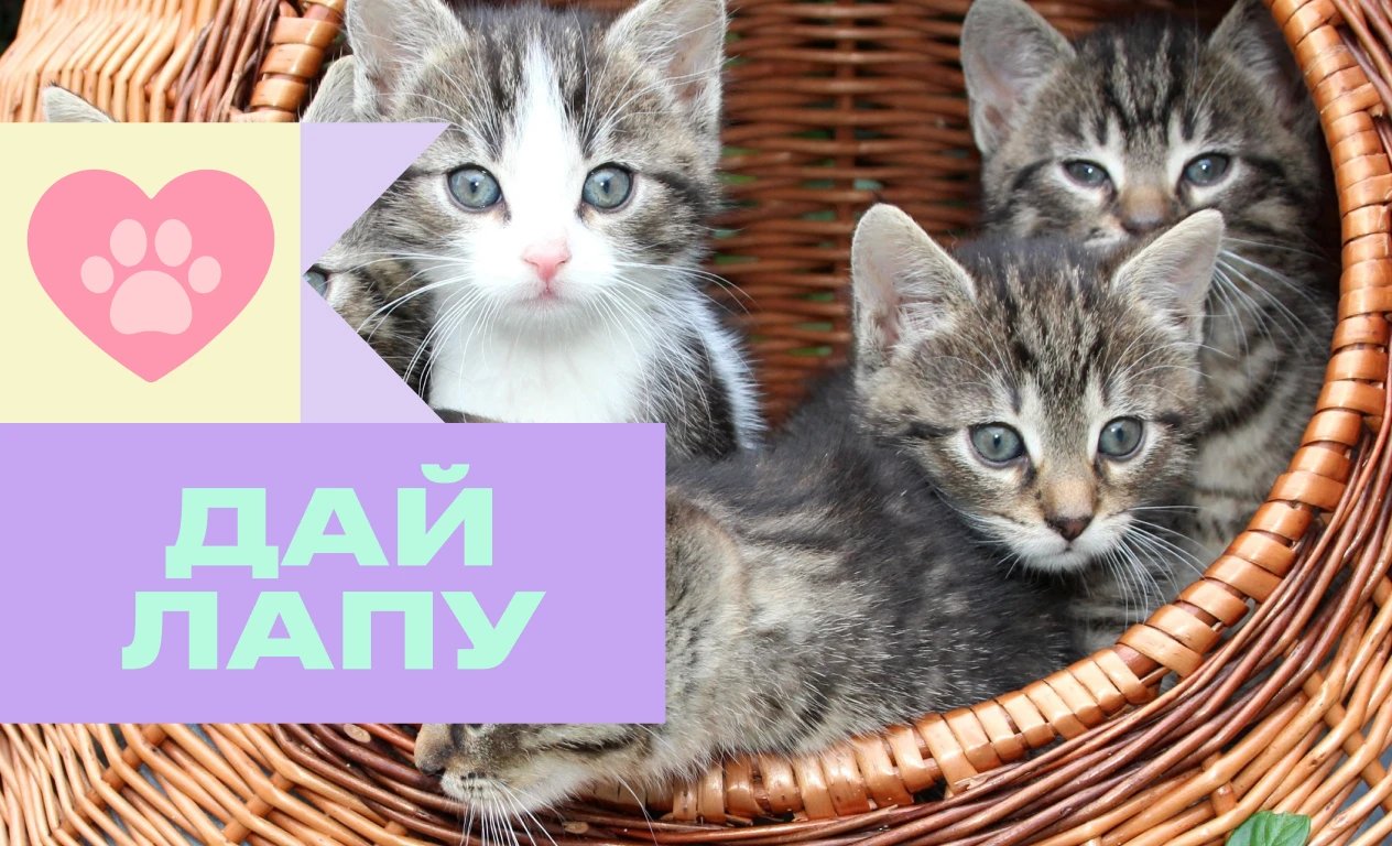 Файний двір: будуємо разом дім для котів! 